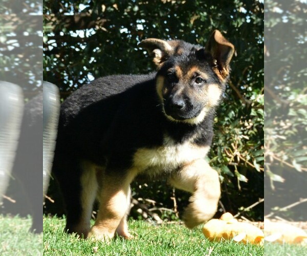 Medium Photo #17 German Shepherd Dog Puppy For Sale in MURRIETA, CA, USA