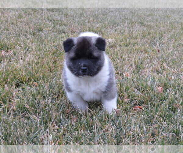 Medium Photo #4 Akita Puppy For Sale in MOUNT SOLON, VA, USA