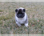 Small Photo #4 Akita Puppy For Sale in MOUNT SOLON, VA, USA
