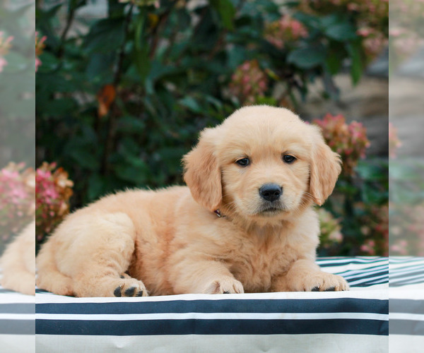 Medium Photo #3 Golden Retriever Puppy For Sale in LITITZ, PA, USA