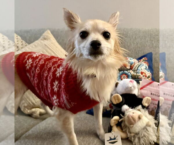 Medium Photo #3 Pomeranian-Unknown Mix Puppy For Sale in Fargo, ND, USA