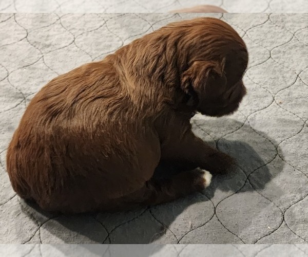Medium Photo #1 YorkiePoo Puppy For Sale in BLUE MOUND, TX, USA