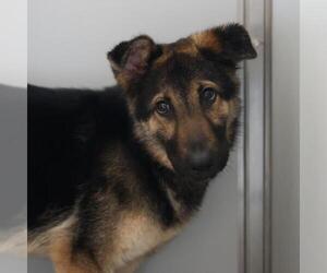 German Shepherd Dog-Unknown Mix Dogs for adoption in San Antonio, TX, USA