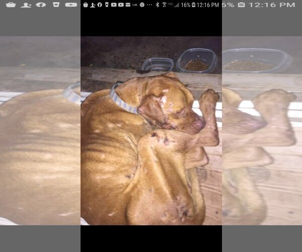 Medium Photo #6 American Pit Bull Terrier-Unknown Mix Puppy For Sale in Shreveport, LA, USA