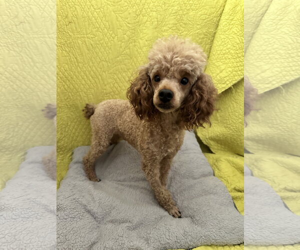 Medium Photo #4 Poodle (Miniature) Puppy For Sale in Pacolet, SC, USA