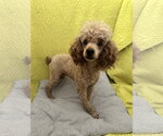 Small #3 Poodle (Miniature)