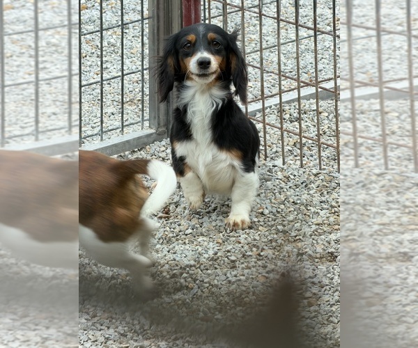 Medium Photo #2 Dachshund Puppy For Sale in CASSVILLE, MO, USA