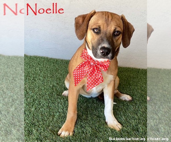 Medium Photo #4 Beagle-Unknown Mix Puppy For Sale in San Diego, CA, USA