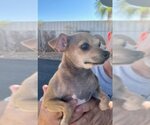Small Photo #3 Chihuahua-Unknown Mix Puppy For Sale in Mesa, AZ, USA