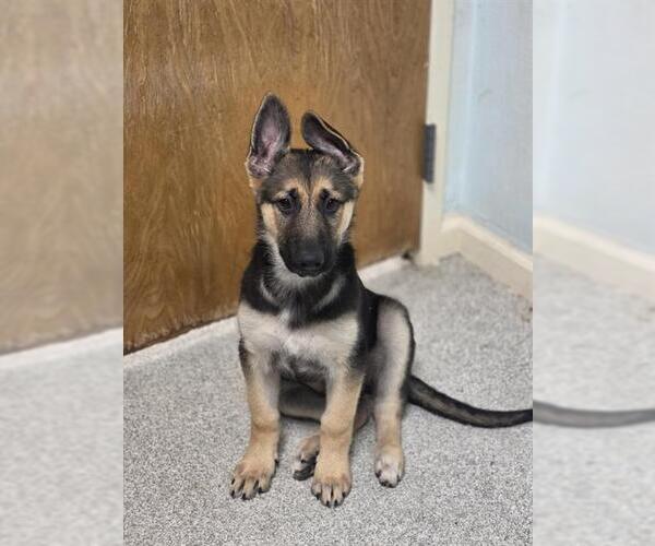 Medium Photo #1 German Shepherd Dog Puppy For Sale in Alameda, CA, USA