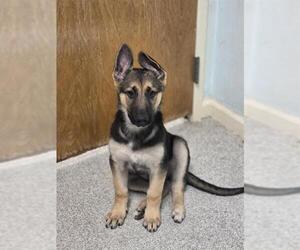 Medium German Shepherd Dog