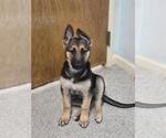 Small German Shepherd Dog