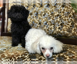 Poodle (Toy) Puppy for sale in WOODSTOCK, CT, USA
