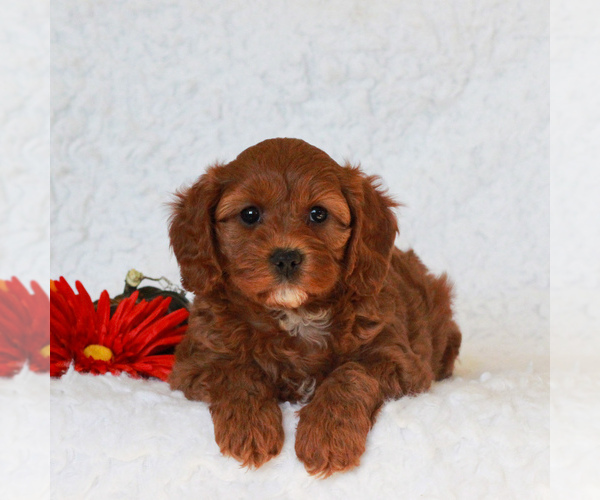 Medium Photo #5 Cavapoo Puppy For Sale in NARVON, PA, USA