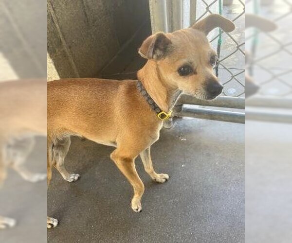 Medium Photo #3 Chihuahua-Unknown Mix Puppy For Sale in Ventura, CA, USA