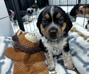 Beagle Puppy for sale in FORT LAUDERDALE, FL, USA