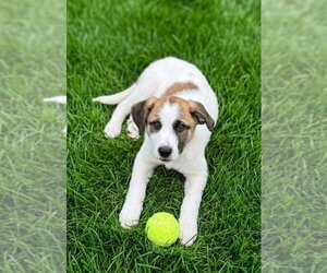 Aussie Pyrenees Dogs for adoption in Genesee, WI, USA