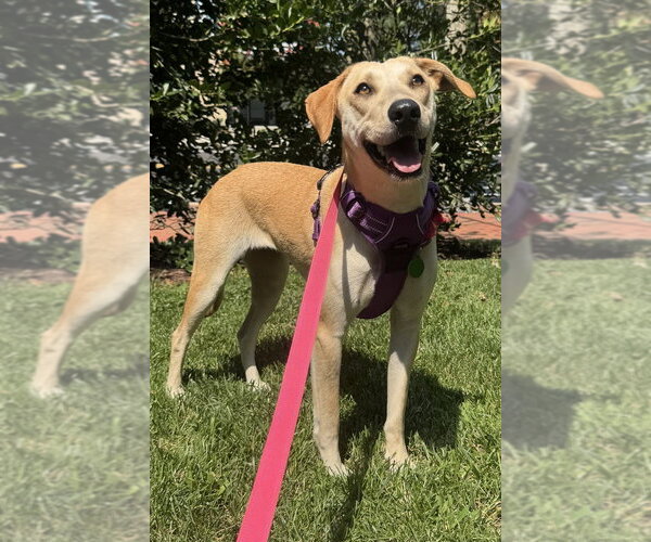 Medium Photo #8 Carolina Dog-Labrador Retriever Mix Puppy For Sale in Greenbelt, MD, USA