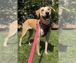 Small #7 Carolina Dog-Labrador Retriever Mix
