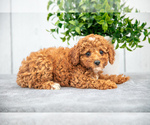 Puppy Karma Poodle (Miniature)