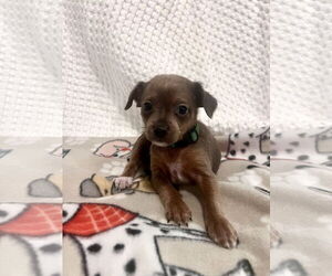 Chihuahua-Unknown Mix Dogs for adoption in Princeton, MN, USA