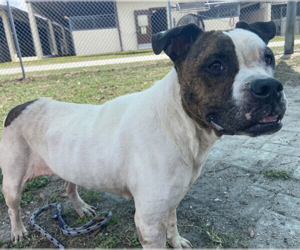 Medium Photo #2 Bullboxer Pit Puppy For Sale in Ocala, FL, USA