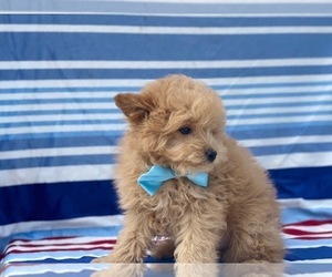 American Eskimo Dog (Toy)-Poodle (Toy) Mix Puppy for sale in LANCASTER, PA, USA