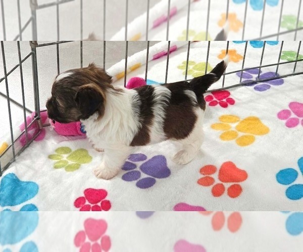 Medium Photo #13 Havashire Puppy For Sale in ORO VALLEY, AZ, USA