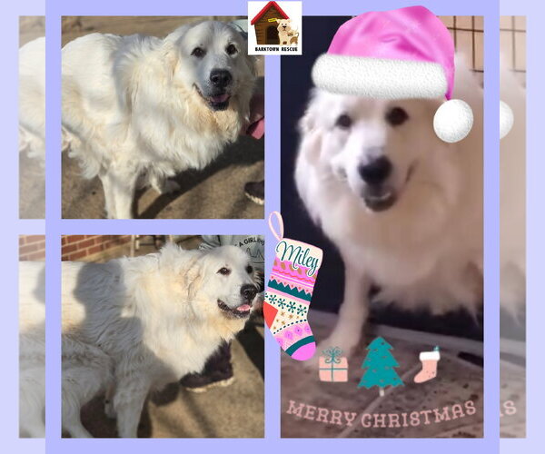 Medium Photo #1 Great Pyrenees Puppy For Sale in Bardstown, KY, USA