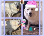 Miley - Female Great Pyrenees Dog for Adoption - Small photo