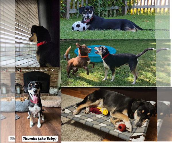 Medium Photo #19 Mutt Puppy For Sale in Doylestown, PA, USA