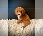 Small #3 Poodle (Miniature)