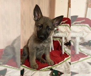 German Shepherd Dog Puppy for sale in HAMLET, IN, USA