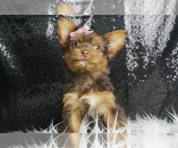 Medium Photo #4 Yorkshire Terrier Puppy For Sale in WARSAW, IN, USA