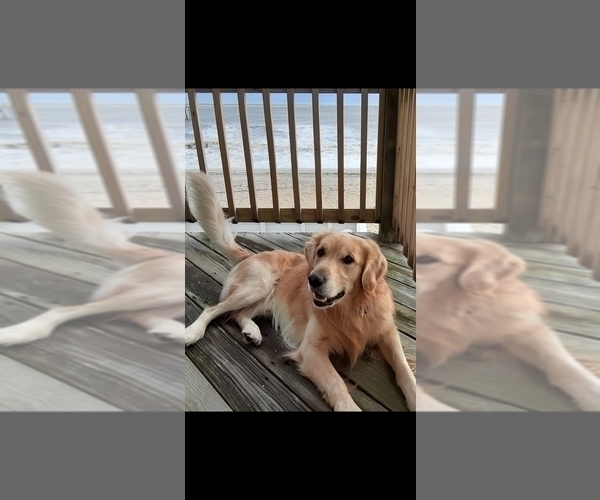 Medium Photo #10 Goldendoodle Puppy For Sale in LOUISA, VA, USA