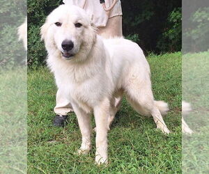 Medium Great Pyrenees Mix