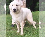 Small Great Pyrenees Mix