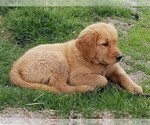 Small Photo #1 Golden Retriever Puppy For Sale in TWIN FALLS, ID, USA