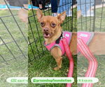 Small #2 Chihuahua