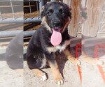 Small Photo #7 German Shepherd Dog Puppy For Sale in W LAFAYETTE, OH, USA