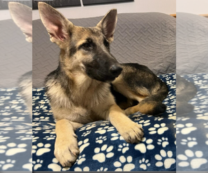 German Shepherd Dog Puppy for Sale in LOGAN, Ohio USA