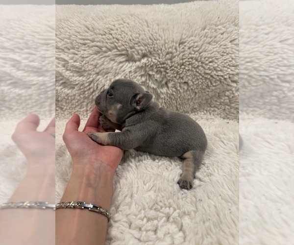 Medium Photo #3 French Bulldog Puppy For Sale in KALISPELL, MT, USA