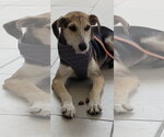 Small #3 Mutt