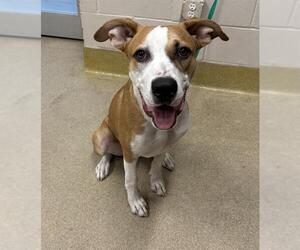 American Staffordshire Terrier-Unknown Mix Dogs for adoption in Grand Prairie, TX, USA