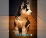 Small Photo #4 Siberian Husky Puppy For Sale in WAVERLY, OH, USA