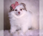 Small Photo #91 Pomeranian Puppy For Sale in WARSAW, IN, USA