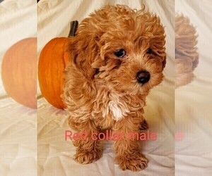 Miniature Labradoodle Puppy for sale in ALMO, ID, USA