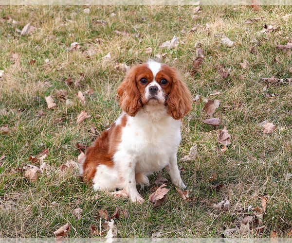 Medium Photo #1 Cavalier King Charles Spaniel Puppy For Sale in SYRACUSE, IN, USA