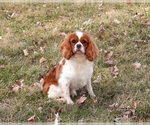 Small Photo #1 Cavalier King Charles Spaniel Puppy For Sale in SYRACUSE, IN, USA
