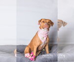 Small #20 American Staffordshire Terrier Mix
